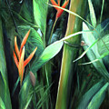 Bamboo and Bird of Paradise 2